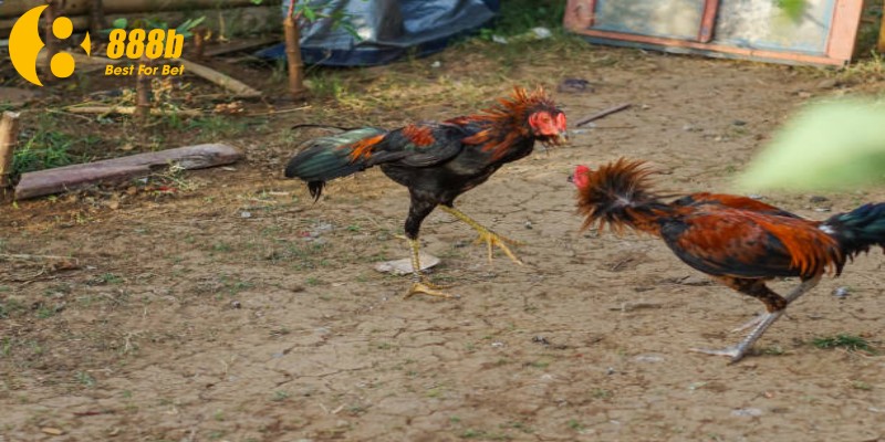 Đá gà cựa dao